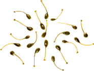 pizza99 Cucuncio (frutto del cappero)